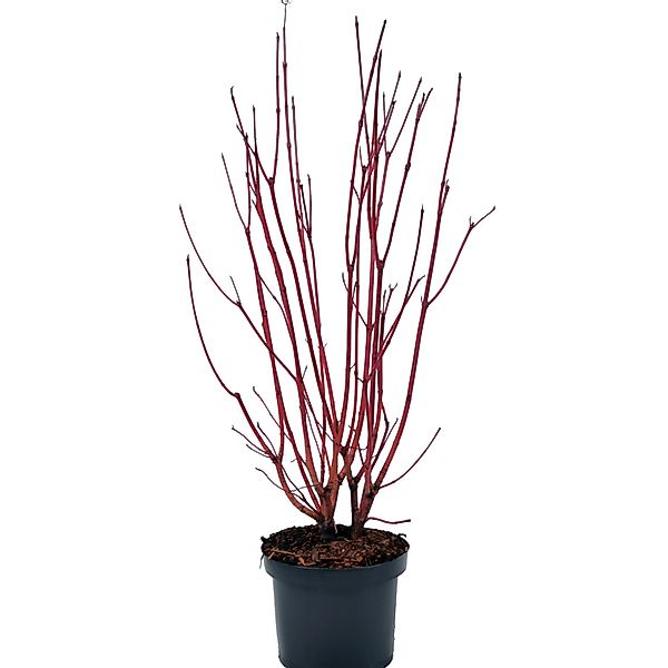 Sibirischer Hartriegel Sibirica Höhe ca. 50-60 cm Topf ca. 4,5 l Cornus alb günstig online kaufen