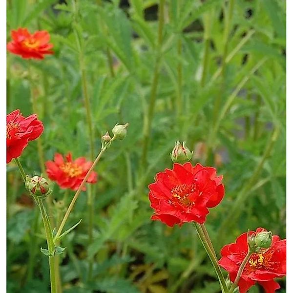 Nelkenwurz Feuerball - Geum chiloense günstig online kaufen