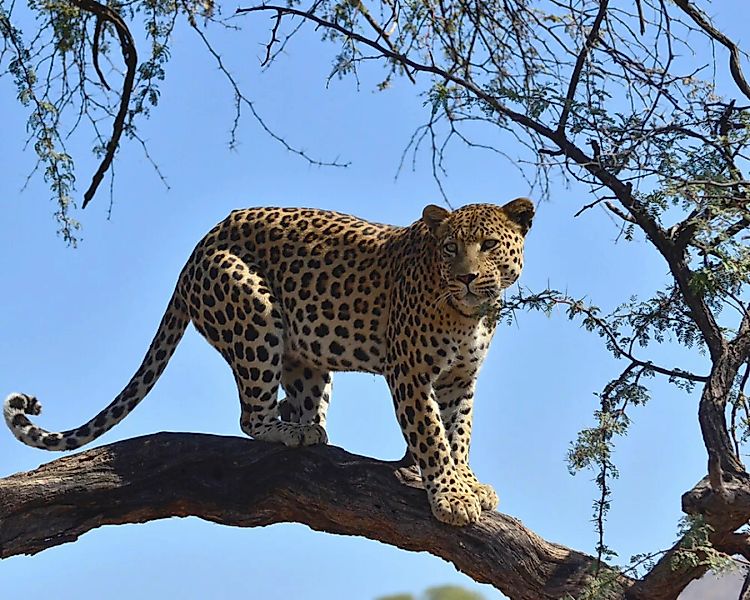 Fototapete "Leopard Baum" 4,00x2,50 m / Glattvlies Brillant günstig online kaufen