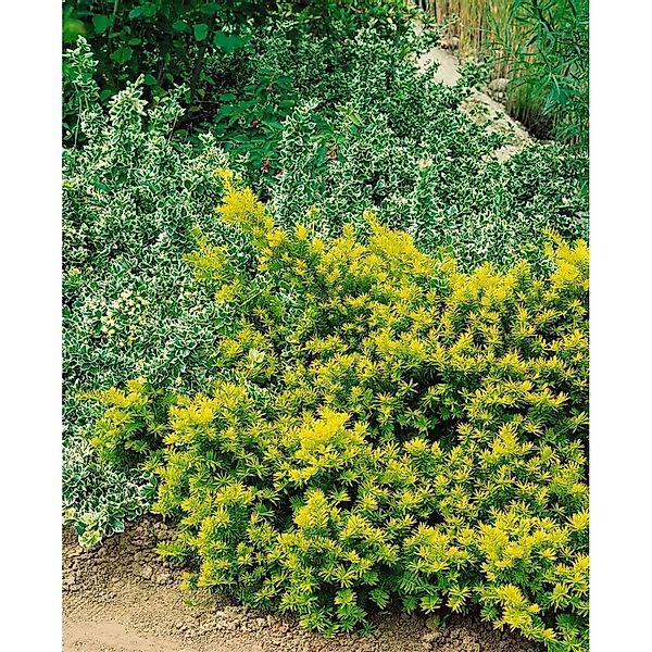Taxus baccata Washingtonii 150-175 cm günstig online kaufen
