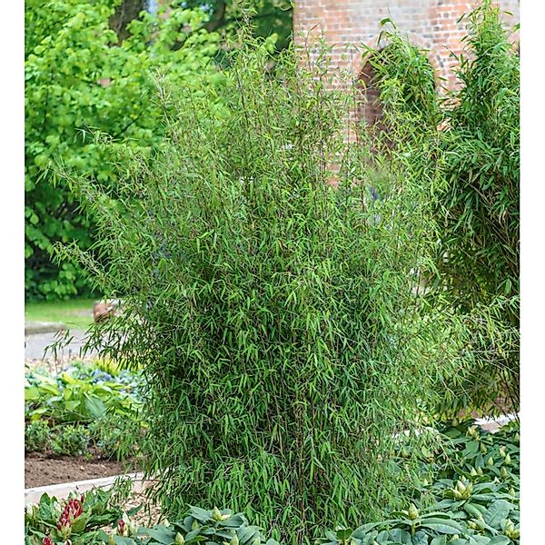 Gartenbambus Jiuzhaigou-4 40-60cm - Fargesia günstig online kaufen