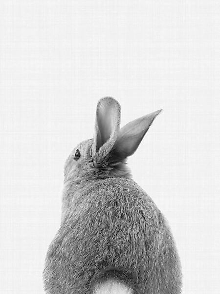 Poster / Leinwandbild - Rabbit Tail (Black And White) günstig online kaufen