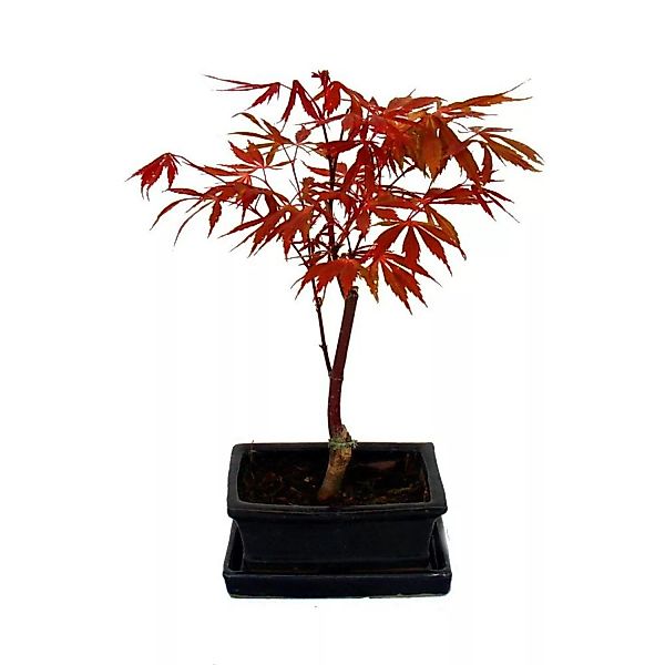 Exotenherz Japanischer Fächer-Ahorn Acer Palmatum 15cm Schale günstig online kaufen