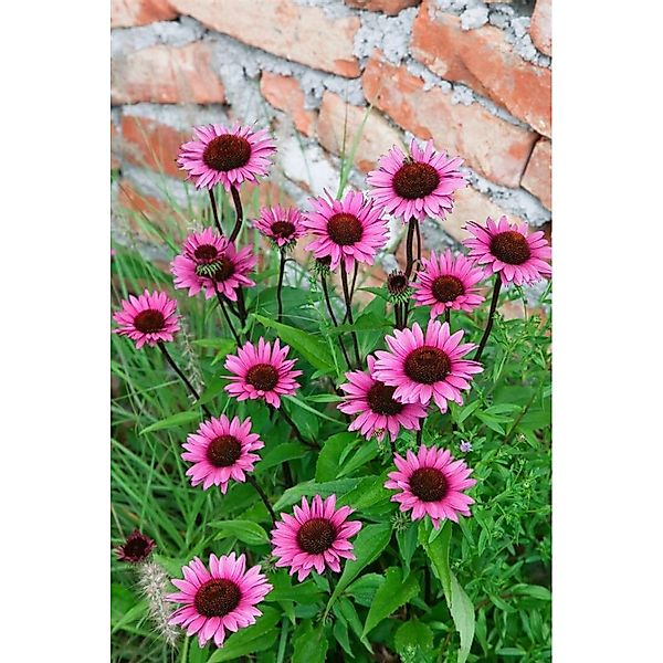 Echinacea Purpurea Fatal Attraction R Purpur Sonnenhut Ca. 11x11 cm Topf günstig online kaufen