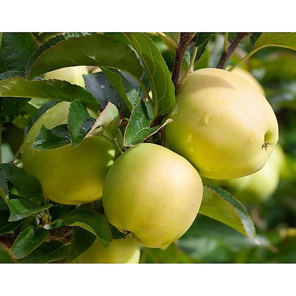 Pflanzen für Dich Obstpflanze Malus 'Golden Delicious', 1 St., Golden Delic günstig online kaufen