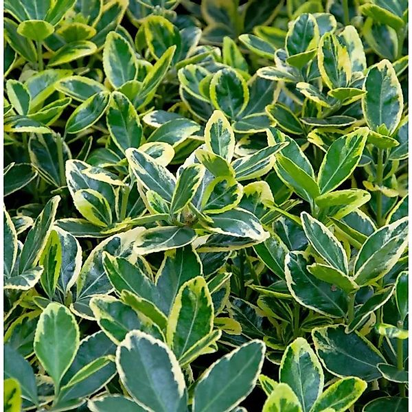 Hochstamm Immergrüner Japanspindel Marieke 60-80cm - Euonymus japonicus günstig online kaufen