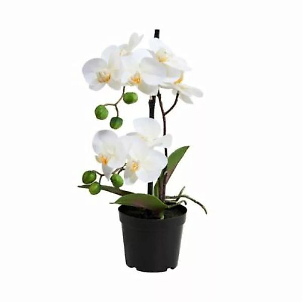 FLORISTA Orchidee im Topf Höhe 35cm günstig online kaufen