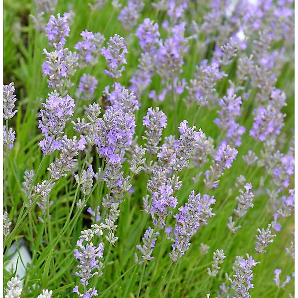 Echter Lavendel Little Lady - Lavandula angustifolia günstig online kaufen