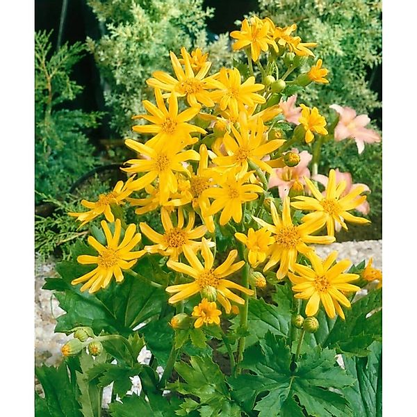 Ligularia X Palmatiloba Ca. 11x11 cm Topf günstig online kaufen