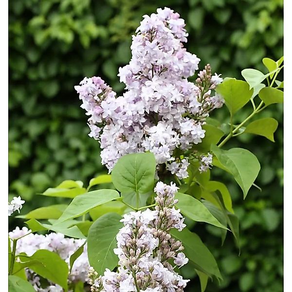 Edelflieder Nadeshda - Kircher-Collection 30-40cm - Syringa vulgaris günstig online kaufen