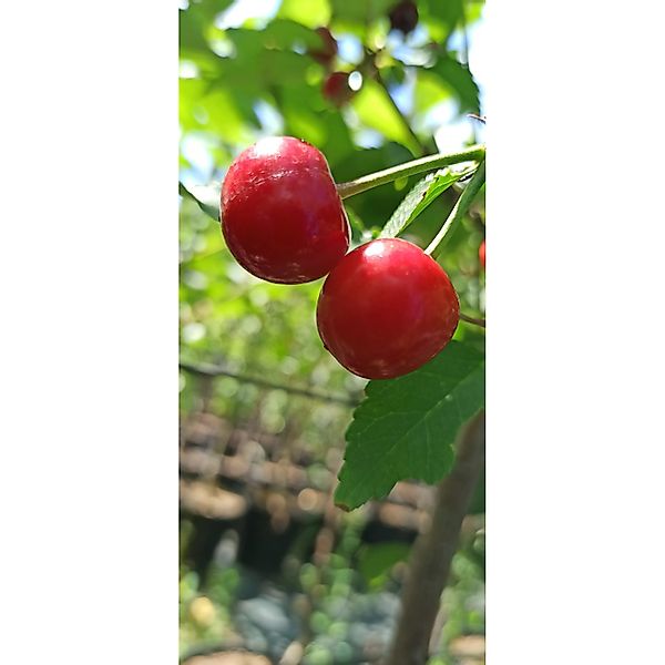 Sauerkirsche Karneol® 100 - 120 cm Prunus cerasus günstig online kaufen