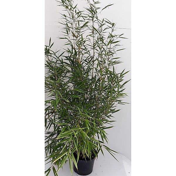Pflanzen-Boering Aufrechter Bambus Fargesia Jumbo Gesamthöhe 100-110 cm Hor günstig online kaufen