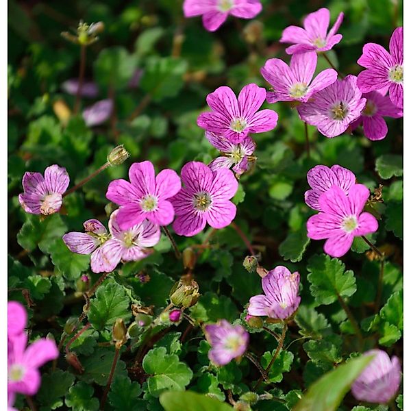 Reiherschnabel Roseum - Erodium reichardii günstig online kaufen