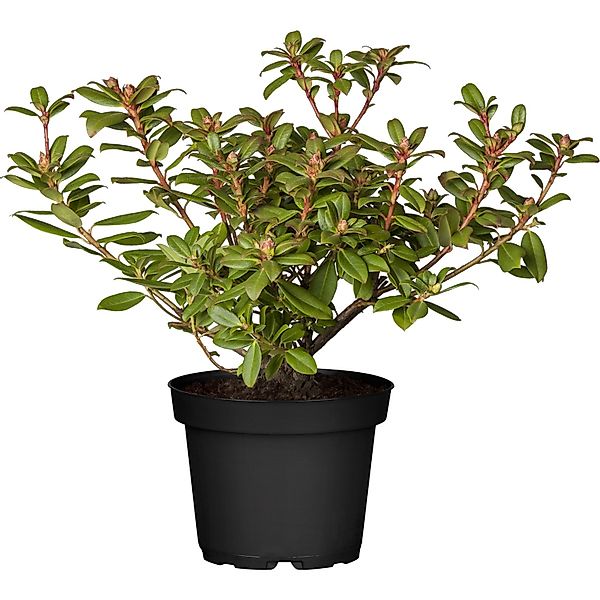 OBI Rhododendron Shamrock Gelb Höhe ca. 20 - 25 cm Topf ca. 2 l Rhododendro günstig online kaufen