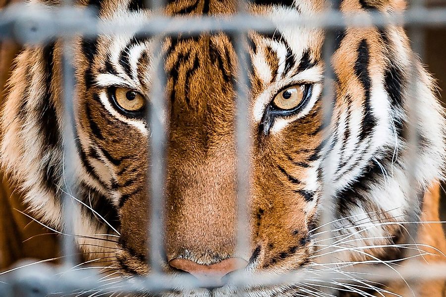 Papermoon Fototapete "Tiger im Käfig" günstig online kaufen