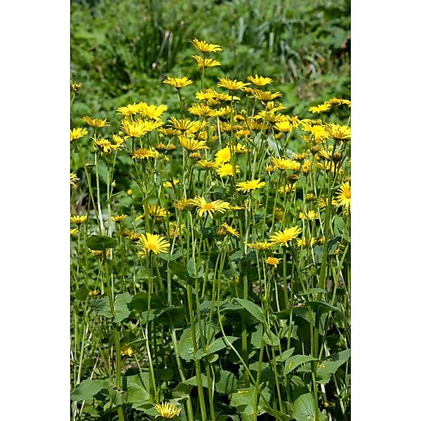 Doronicum Pardalianches Goldstrauß Gemswurz Ca. 9x9 cm Topf günstig online kaufen
