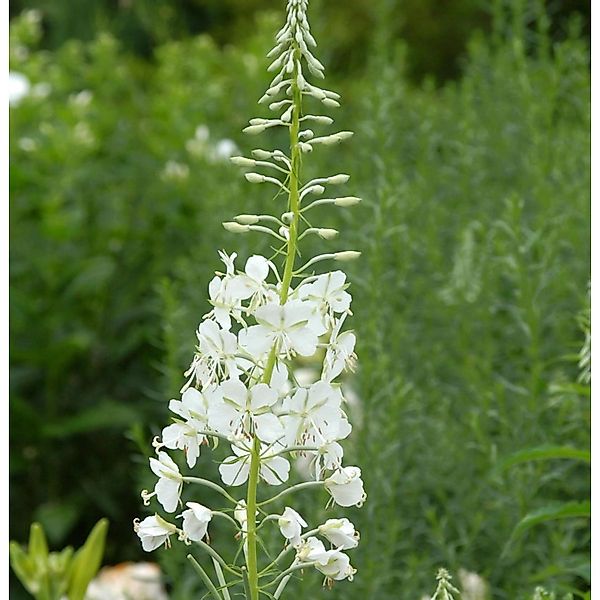Weidenröschen weiß - Epilobium angustifolium günstig online kaufen