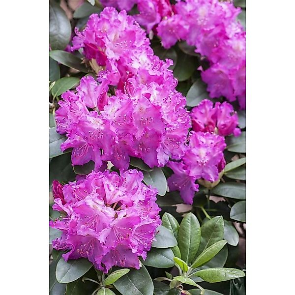 Rhododendron Hybr. Omega Rhododendron 30–40 cm günstig online kaufen
