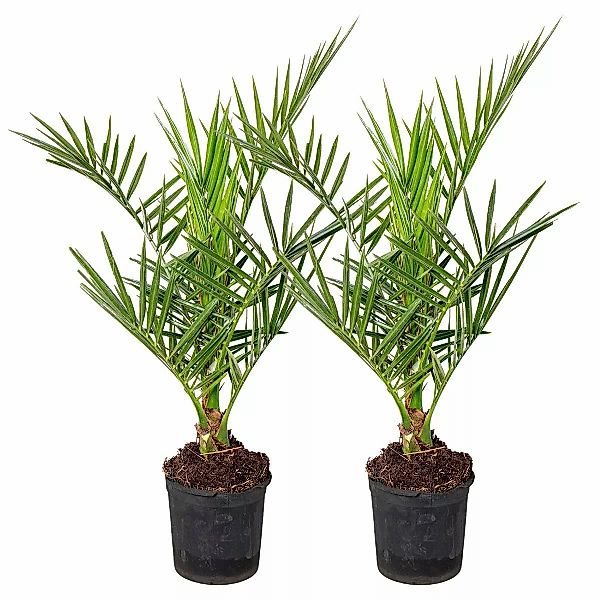 Casa Caron | Set mit 2 Outdoor-Palmen Phoenix Canariensis günstig online kaufen