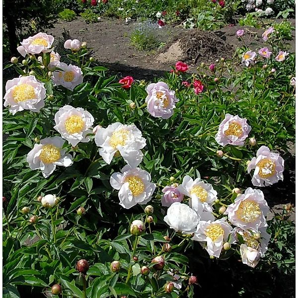Edelpfingstrose Primevere - Paeonia,actiflora günstig online kaufen