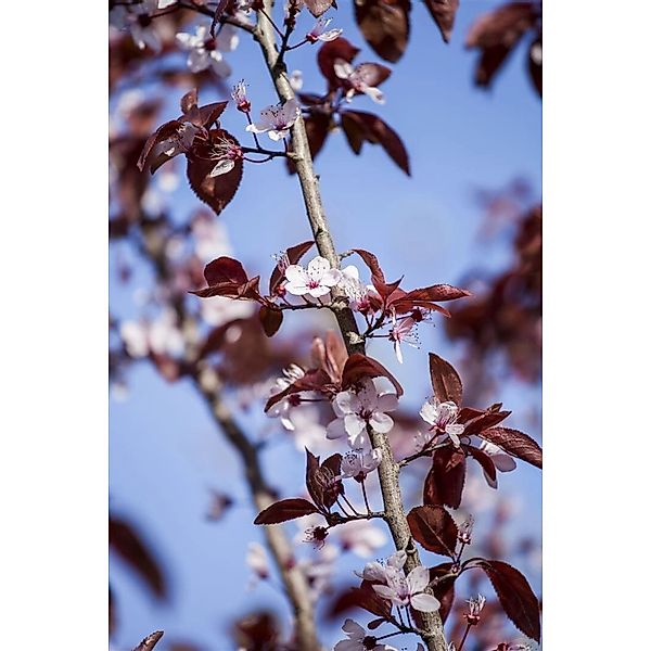 Prunus Cerasifera Nigra Blutpflaume Dunkelrot 150–200 cm günstig online kaufen
