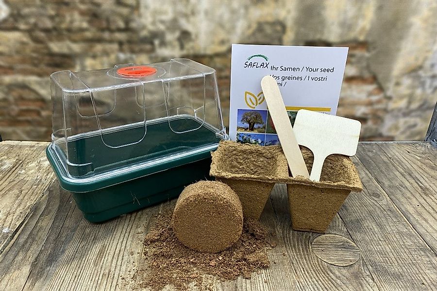 SAFLAX Kräutersamen SAFLAX - Anzuchtset - BIO - Dill günstig online kaufen