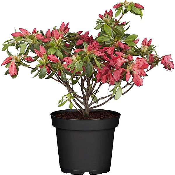 OBI Japanische Azalee Little Red Rot Höhe ca. 20 - 25 cm Topf ca. 2 l Azale günstig online kaufen