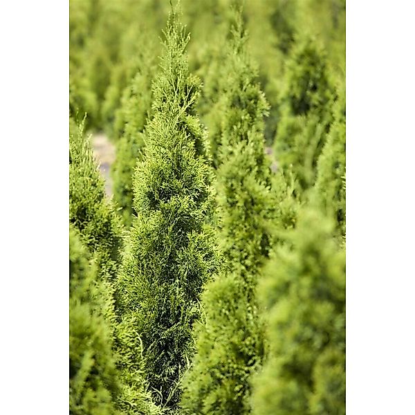 Thuja Occidentalis Smaragd Lebensbaum Spirale 150–175 cm günstig online kaufen