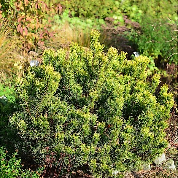 Gelbe Zwergkiefer Ophir 30-40cm - Pinus mugo günstig online kaufen