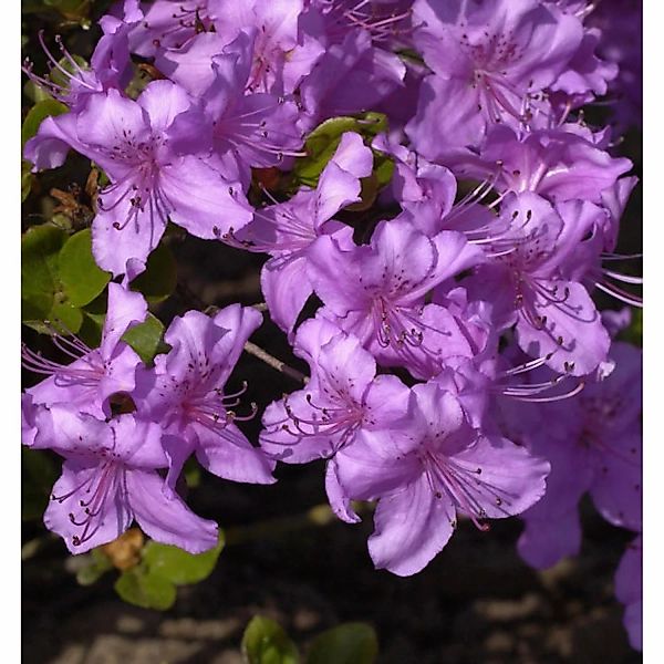 Japanische Azalee Lilac 30-40cm - Rhododendron obtusum - Zwerg Alpenrose günstig online kaufen