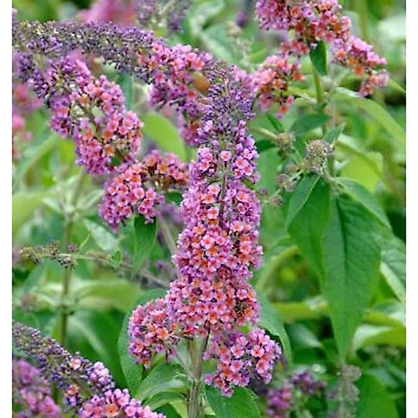 Sommerflieder Flower Power 60-80cm - Buddleja günstig online kaufen