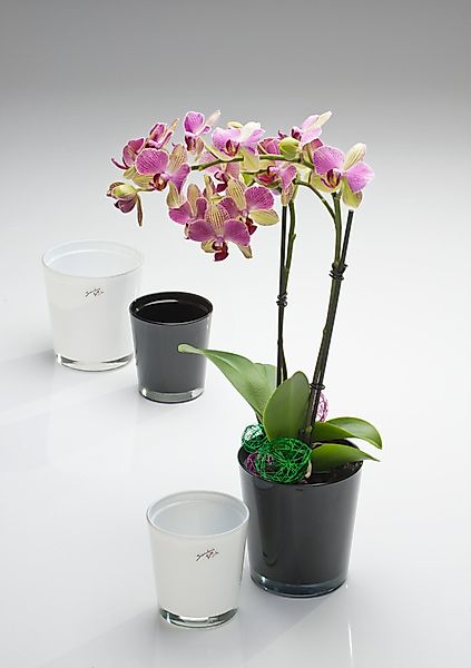 Sandra Rich Blumentopf Orchideentopf Orchid konisch günstig online kaufen