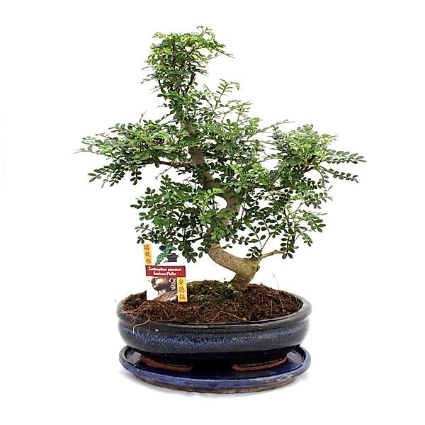 Exotenherz Bonsai Szechuan-Pfeffer Zanthoxylum Piperitum ca. 12-15 Jahre günstig online kaufen