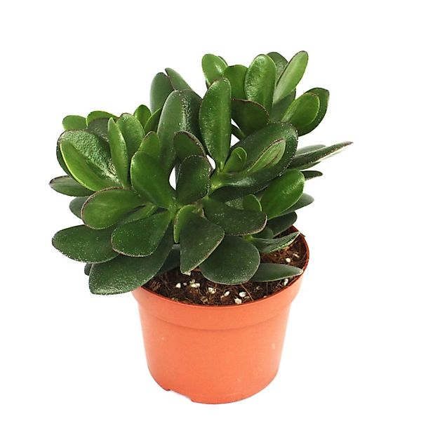 Exotenherz Kaktus Crassula portulacea - Geldbaum - große Pflanze im 12cm To günstig online kaufen