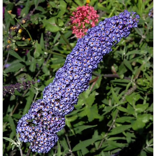 Schmetterlingsstrauch Adonis Blue 60-80cm - Buddleja günstig online kaufen