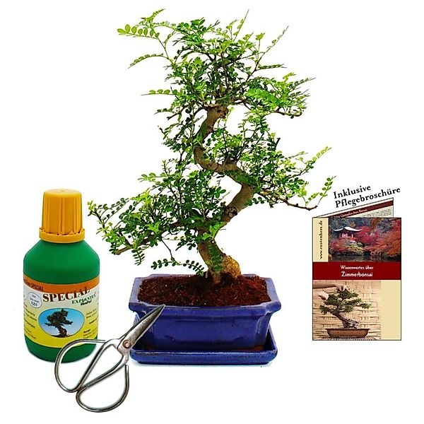 Exotenherz Bonsai Zanthoxylum Piperitum ca. 8 Jahre Geschenkset mit Dünger günstig online kaufen