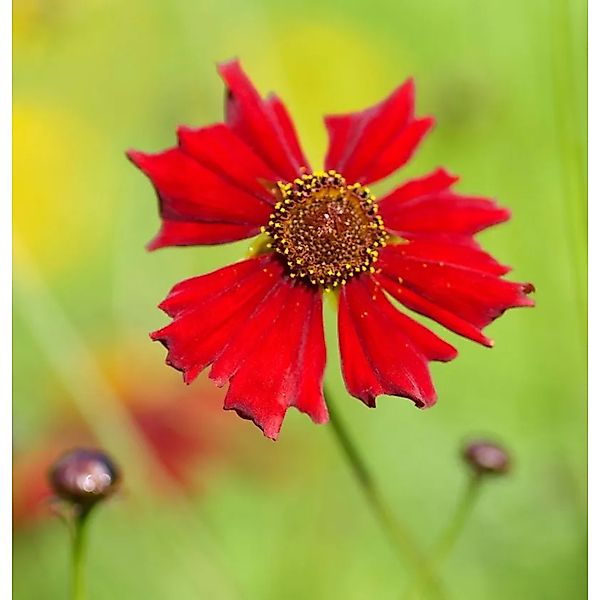 Mädchenauge Limerock Ruby - Coreopsis rosea günstig online kaufen