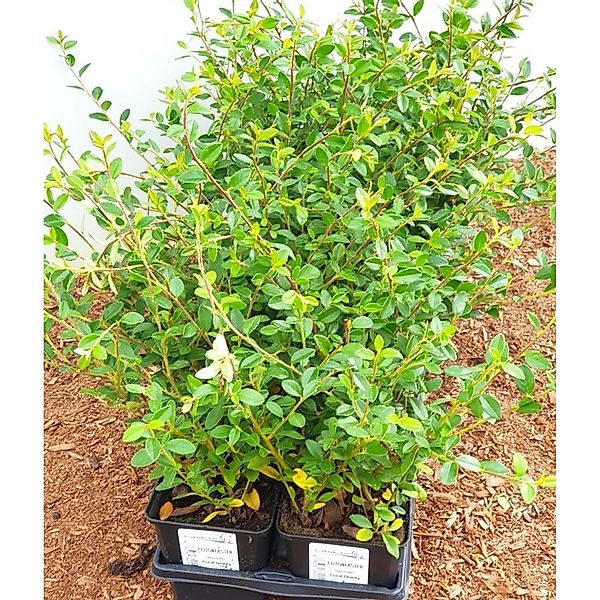 Cotoneaster X Suecicus Coral Beauty Zwergmispel Immergrün Ca. 9x9 cm Topf günstig online kaufen