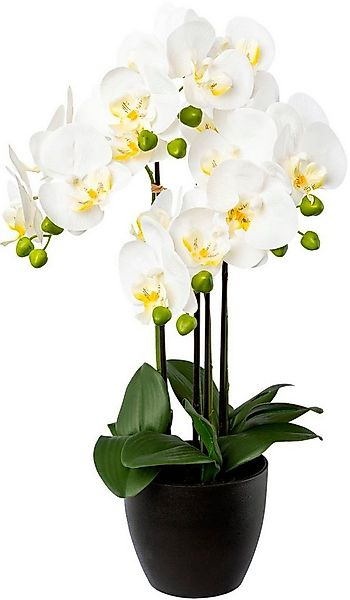 Kunstorchidee Phalaenopsis im Resintopf Orchidee Phalaenopsis, Creativ gree günstig online kaufen
