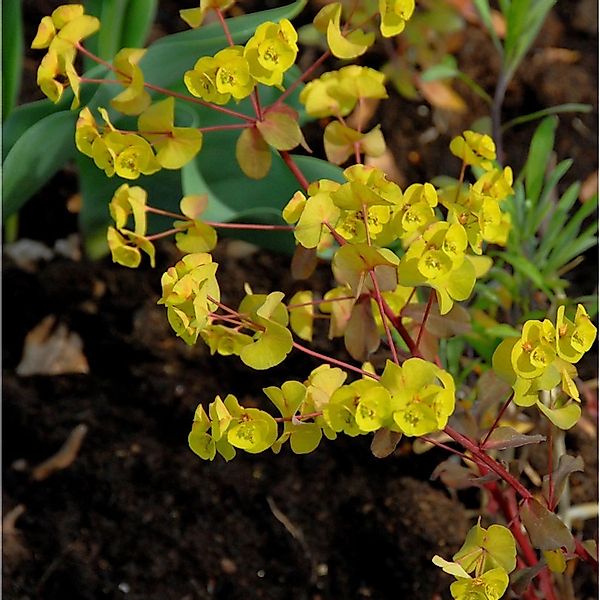 Gold Wolfsmilch Purpurea - Euphorbia epithymoides günstig online kaufen