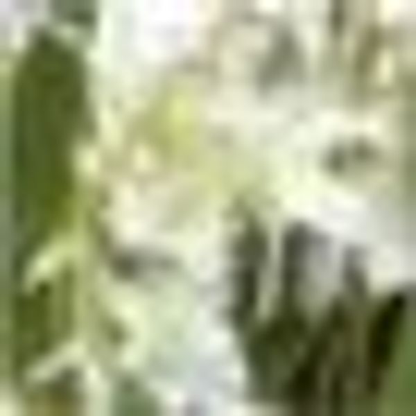 Kunstorchidee Oncidie Dancing Queen Orchidee Oncidie, günstig online kaufen