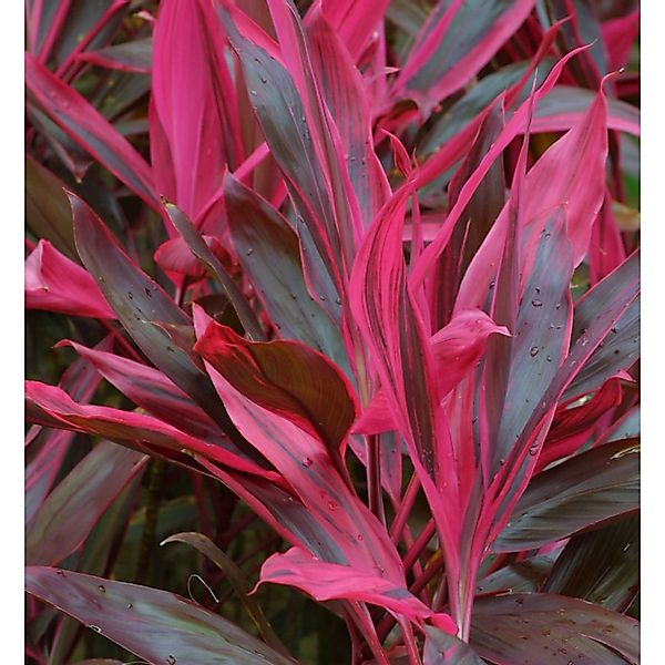 Keulenlilie Paso Doble - 2 bis 4 L Topf - Cordyline australis günstig online kaufen