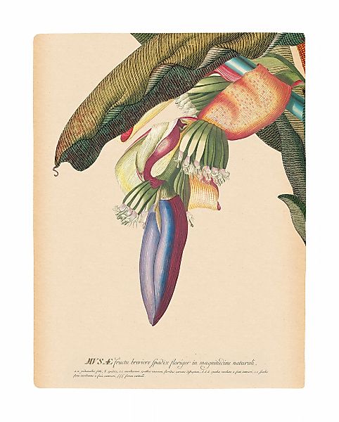 Komar Bild "Banana Heart" Natur 1 Stk. tlg. Wandbild zur Dekoration - ohne günstig online kaufen