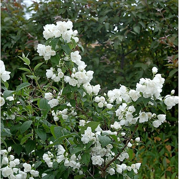 Gartenjasmin Silberregen 60-80cm - Philadelphus günstig online kaufen