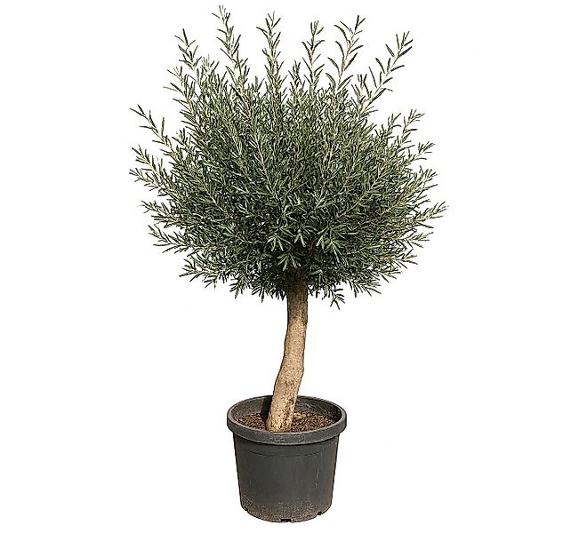 Palms-Store Olivenbaum Olea Europaea höhe: 170 -180cm gute Qualität, Stammu günstig online kaufen