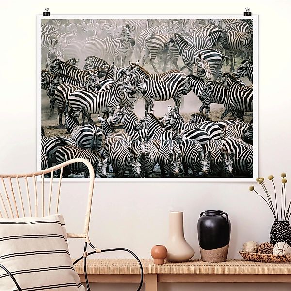 Poster Tiere - Querformat Zebraherde günstig online kaufen