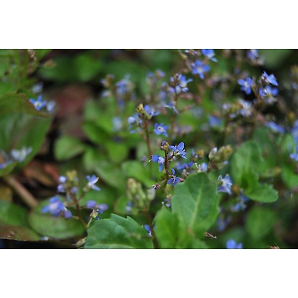 Veronica Beccabunga Bachbunge Ca. 9x9 cm Topf günstig online kaufen