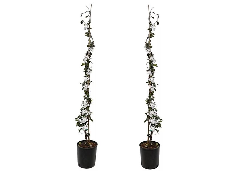 Perfect Plant | 2er-Set Toskanischer Jasmin 100-120 cm XL günstig online kaufen