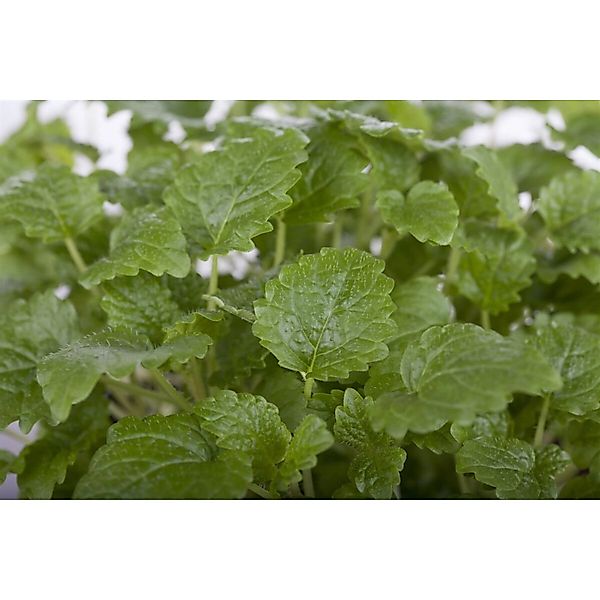 Pflanzen für Dich Staude Melissa officinalis Limonii, 1 St., Zitronenmeliss günstig online kaufen