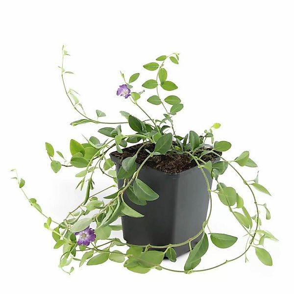 Exotenherz Bodendecker Kleines Immergrün Vinca Minor Atropurpurea 9cm Topf günstig online kaufen